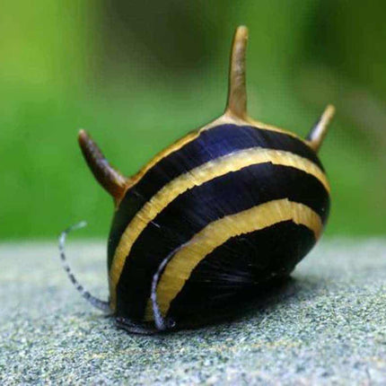 Snail Bumblebee Horn (Clithon corona)
