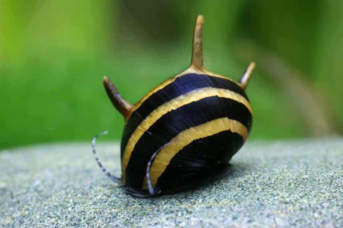 Snail Bumblebee Horn (Clithon corona)