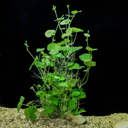 Brazilian Pennywort (Hydrocotyle leucocephala) (Terracotta Pot)