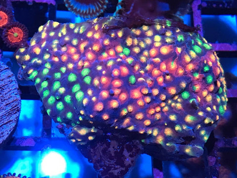 Monet's Madness Cyphastrea Frag