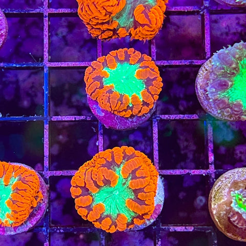 Red with Green Centre Blasto Frag