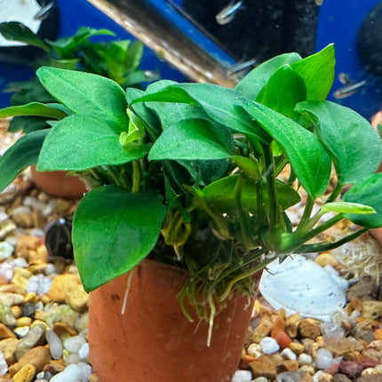 Anubias Nana 'Petite' (Pot)