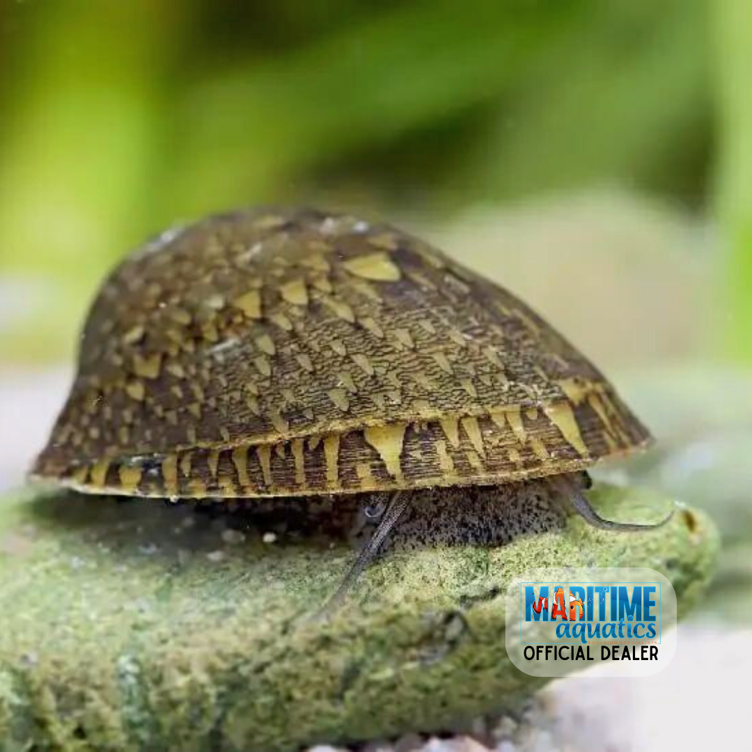 Snail Porccelain Limpet (Septaria porcellana)