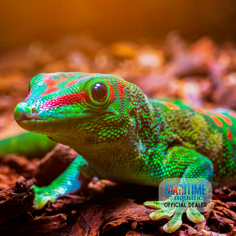 Gecko Madagascar Giant (Phelsuma grandis)