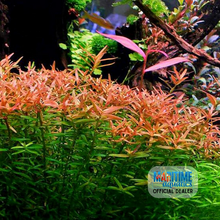 Tissue Culture Rotala rotundifolia
