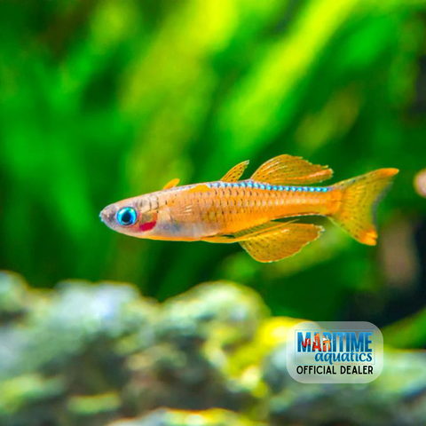 Rainbowfish Red Neon Blue-Eye (Pseudomugil luminatus)