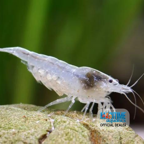 Shrimp Snowball (Neocaridina sp.)