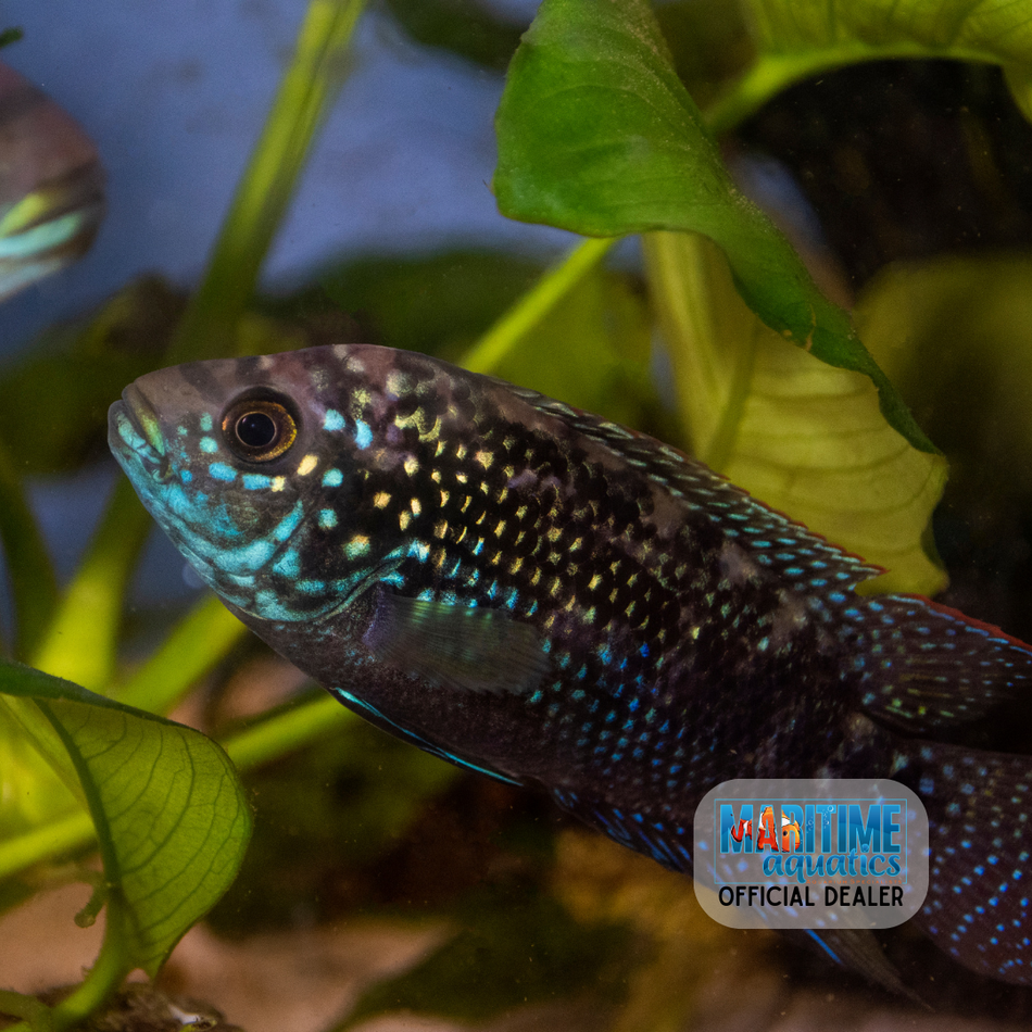Cichlid Jack Dempsey (Rocio octofasciata)
