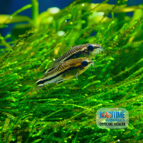 Corydoras Pygmy (Corydoras pygmaeus)