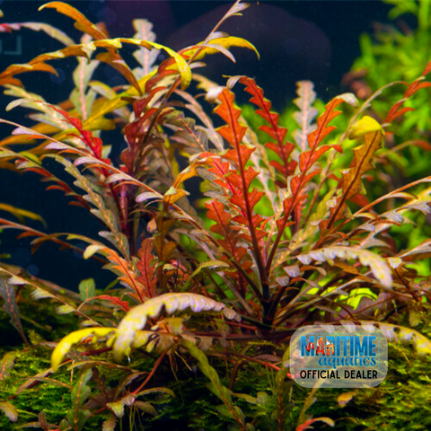 Hygrophila pinnatifida (Pot)