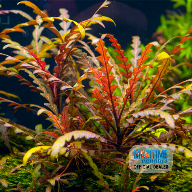 Hygrophila pinnatifida