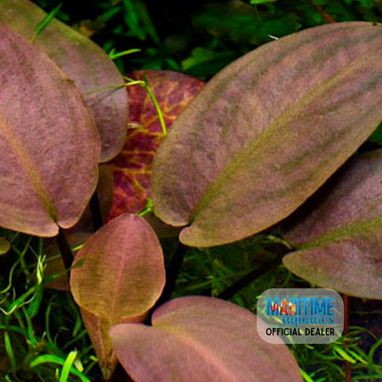 Tissue Culture | Lagenandra meeboldii 'Bleeding Heart'