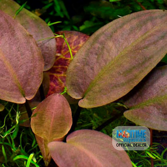 Tissue Culture | Lagenandra meeboldii 'Bleeding Heart'