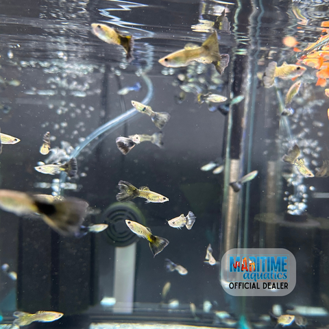 Guppy Blue Cobra (Poecilia reticulata)