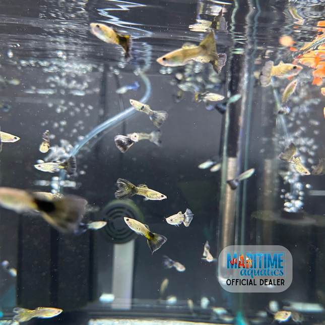 Guppy Blue Cobra (Poecilia reticulata)