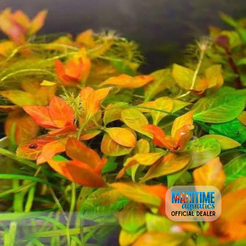 Tissue Culture Ludwigia inclinata 'Dark Orange'