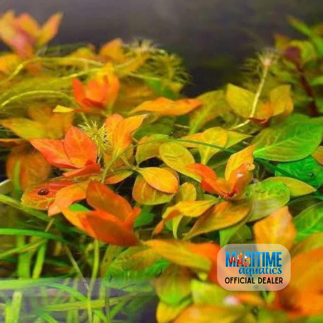 Tissue Culture | Ludwigia inclinata 'Dark Orange'