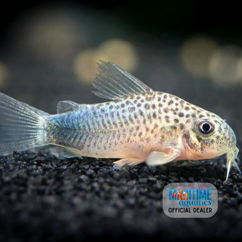 Corydoras Smudge Spot (Corydoras similis)