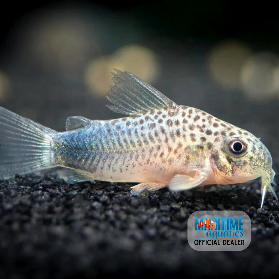 Corydoras Smudge Spot (Corydoras similis)
