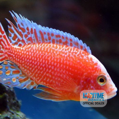 Cichlid Strawberry Peacock (Aulonocara sp.)