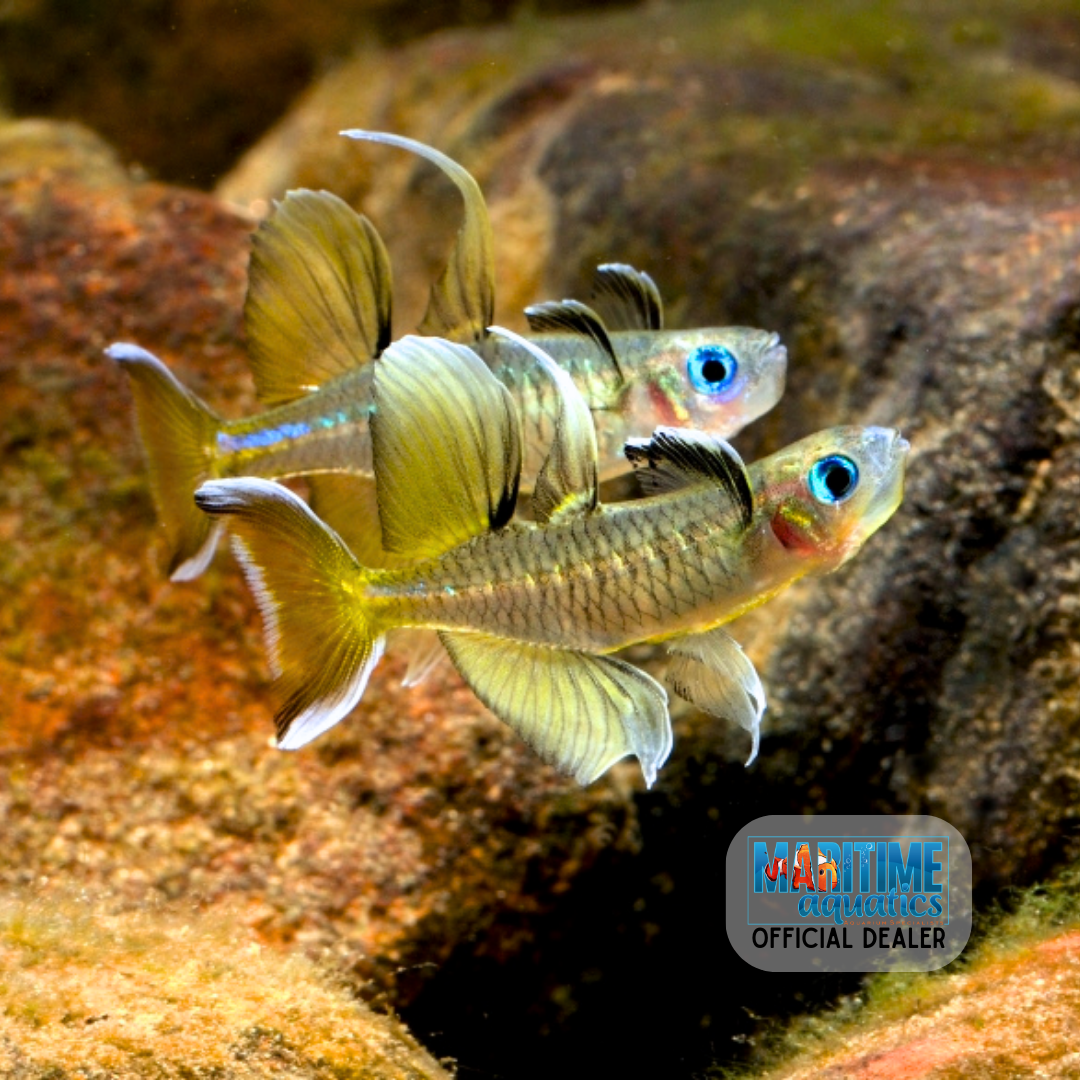 Rainbowfish Pacific Blue-Eye (Pseudomugil signifer)