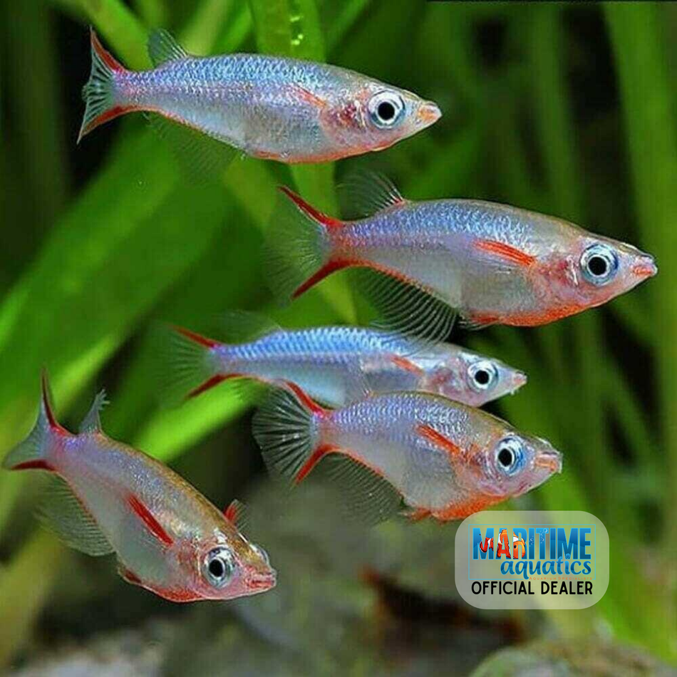Ricefish Daisy's Blue (Oryzias woworae)