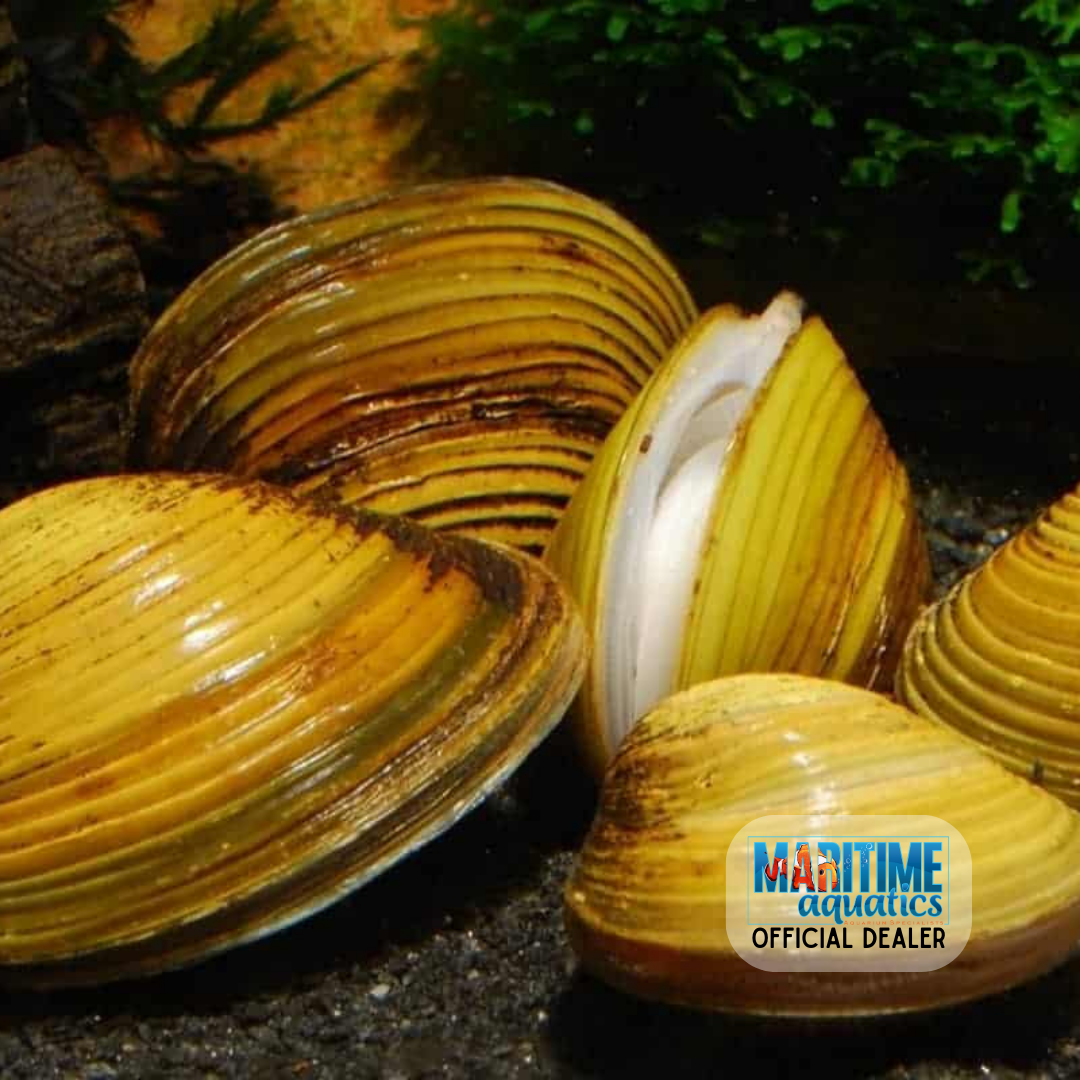 Corbicula Clam Yellow Freshwater (Corbicula fluminea) – Summit Pets