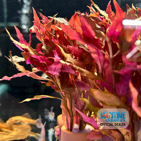 Alternanthera cardinalis (Ring Bunch)