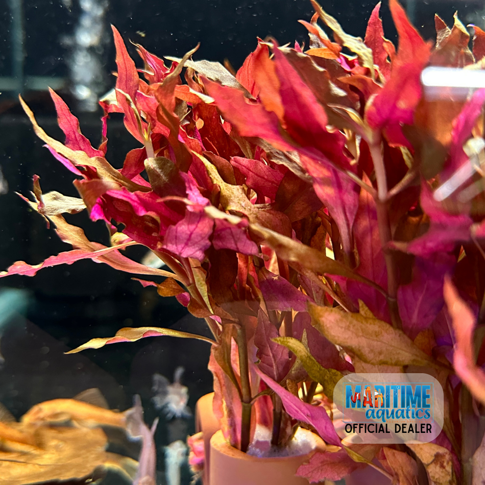 Plant Ter. Pot Alternanthera cardinalis
