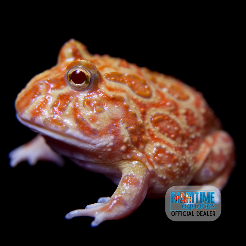 Frog Apricot Horned (Ceratophrys cranwelli)