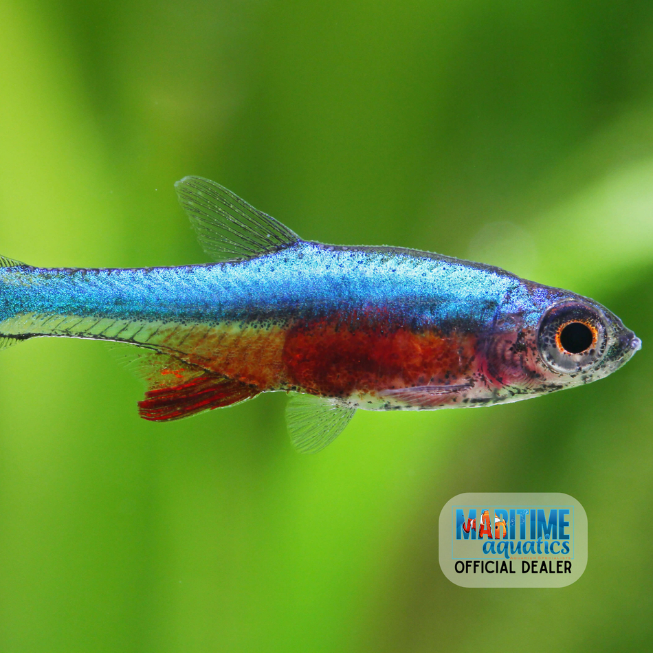 Rasbora Neon Blue (Sundadanio axelrodi)