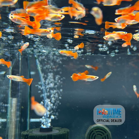 Guppy Blonde Red (Poecilia reticulata)
