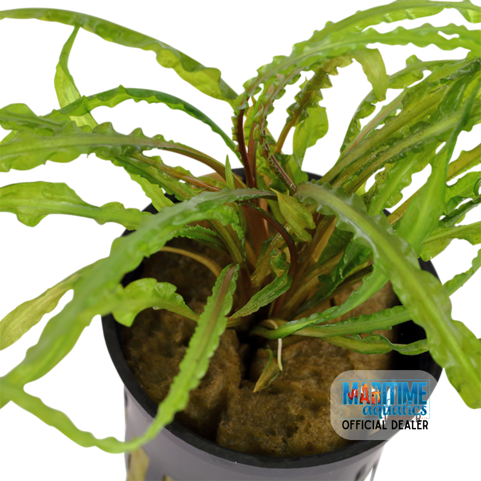 Plant Ring Cryptocoryne crispatula var. balansae
