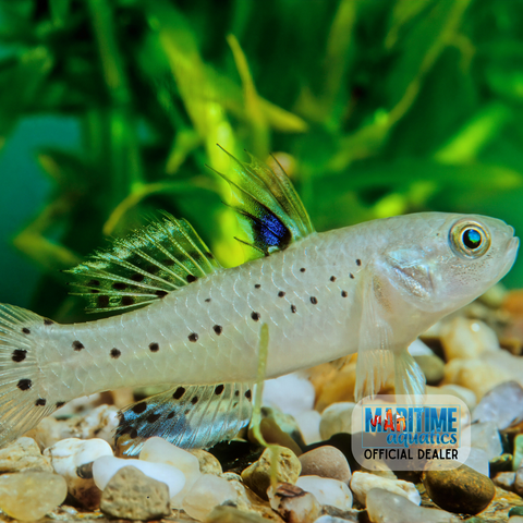 Goby Knight (Stigmatogobius sadanundio)
