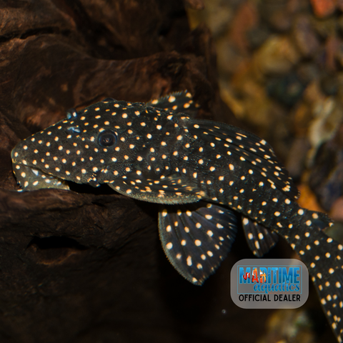 Pleco Galaxy L007 (Leporacanthicus galaxias)