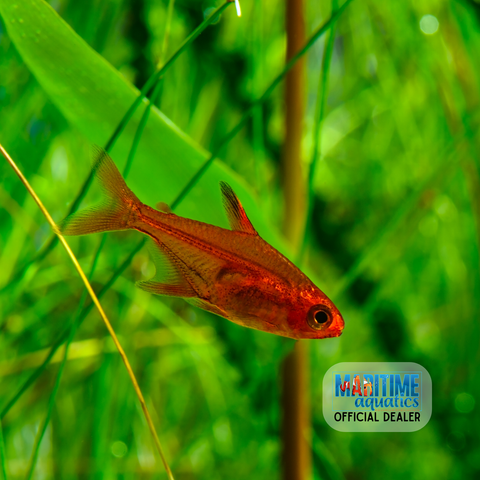 Tetra Ember (Hyphessobrycon amandae)