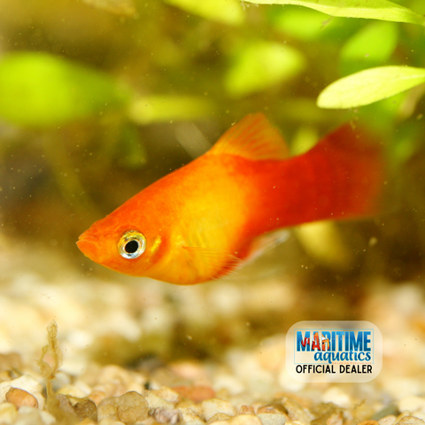 Platy Sunset (Xiphophorus maculatus)