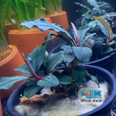 Bucephalandra brownie blue (Pot)