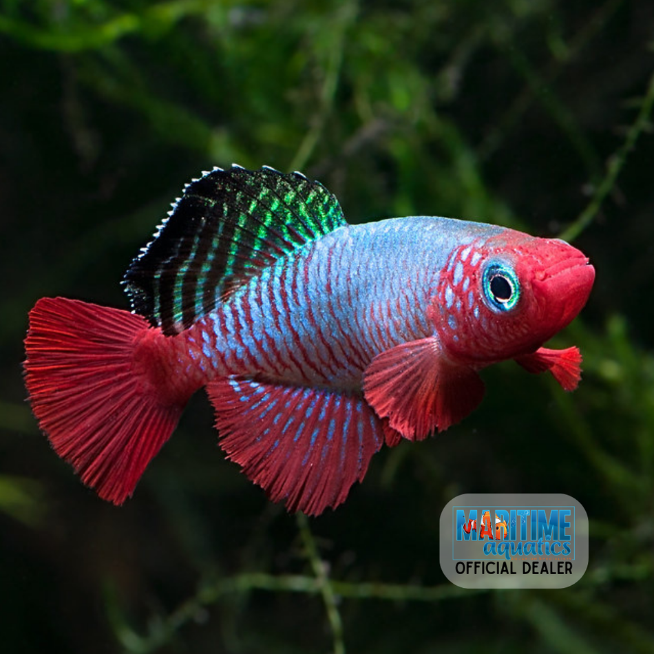 Killifish Cardinal (Nothobranchius rubripinnis)