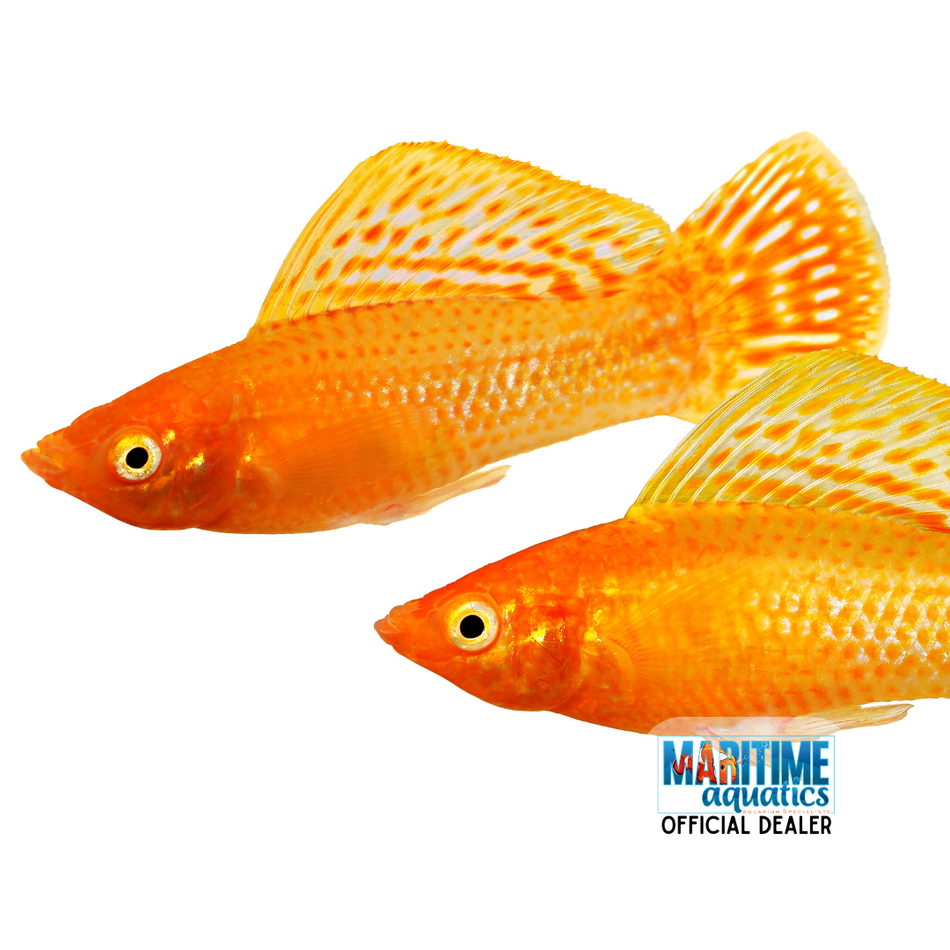 Molly Assorted Sailfin (Poecilia latipinna)