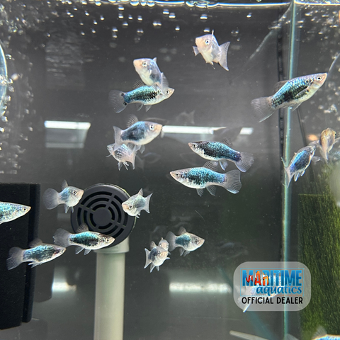 Platy Neon Blue Tuxedo (Xiphophorus maculatus)