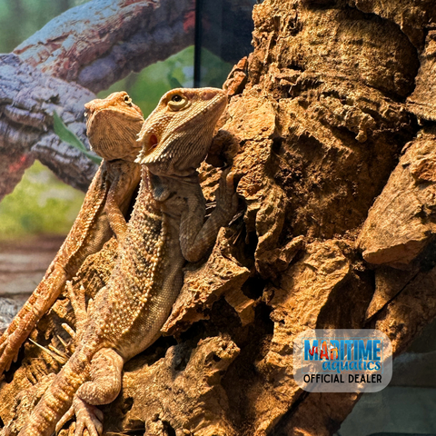 Reptile Livestock Lizards