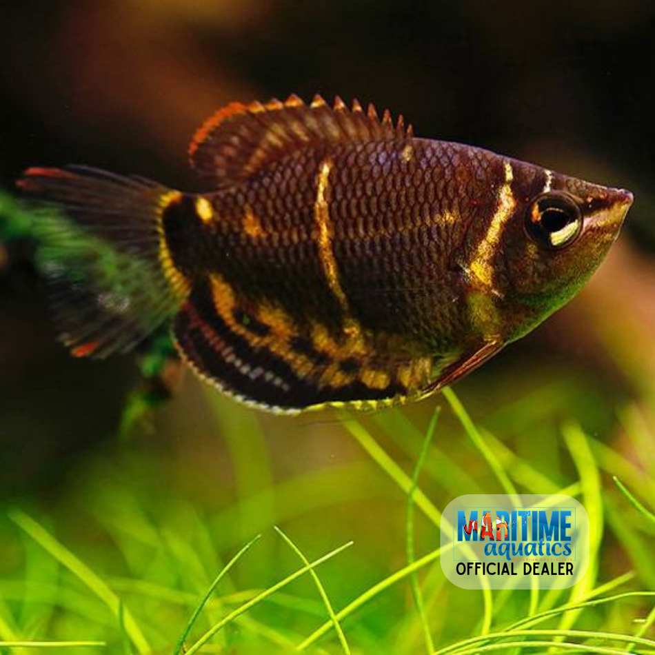 Gourami Chocolate (Sphaerichthys osphromenoides)