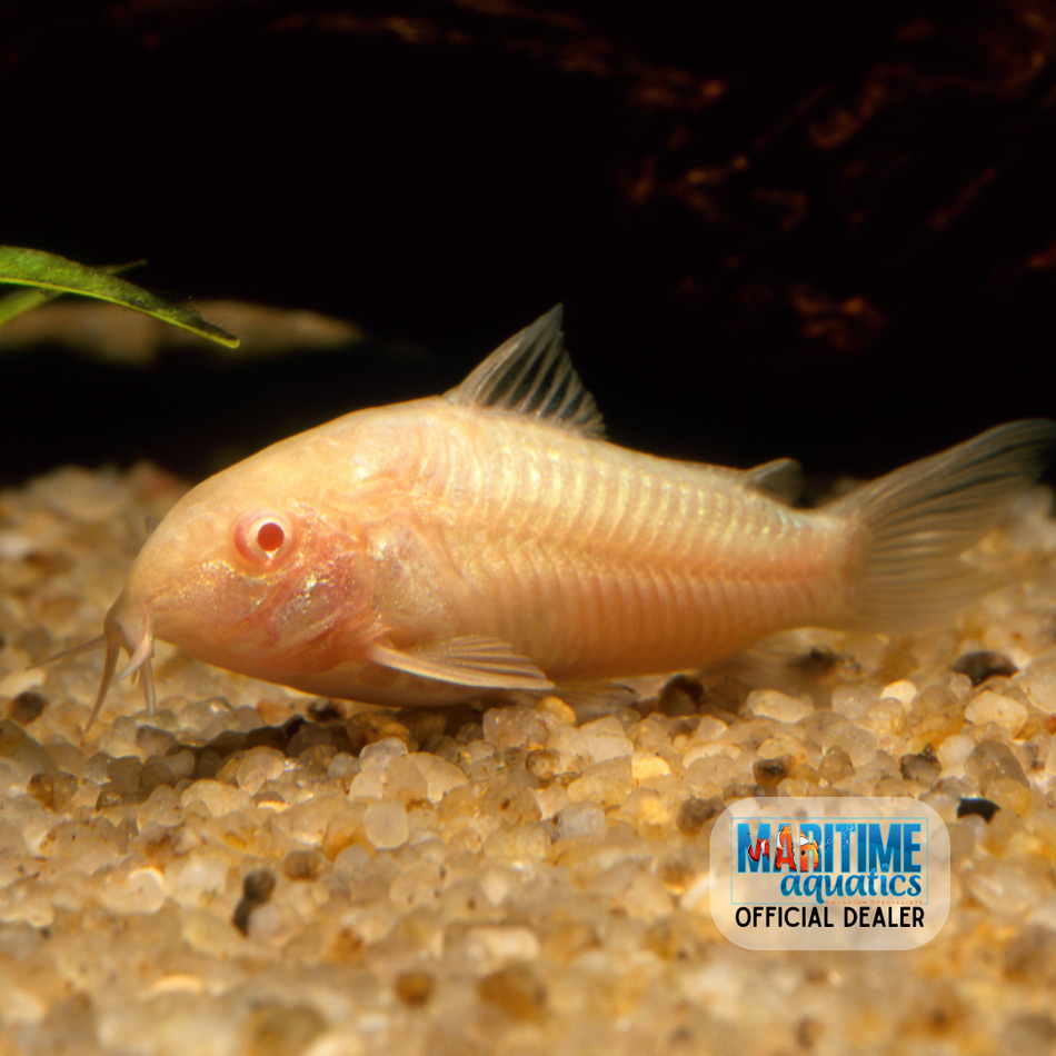 Corydoras Albino (Corydoras aeneus)