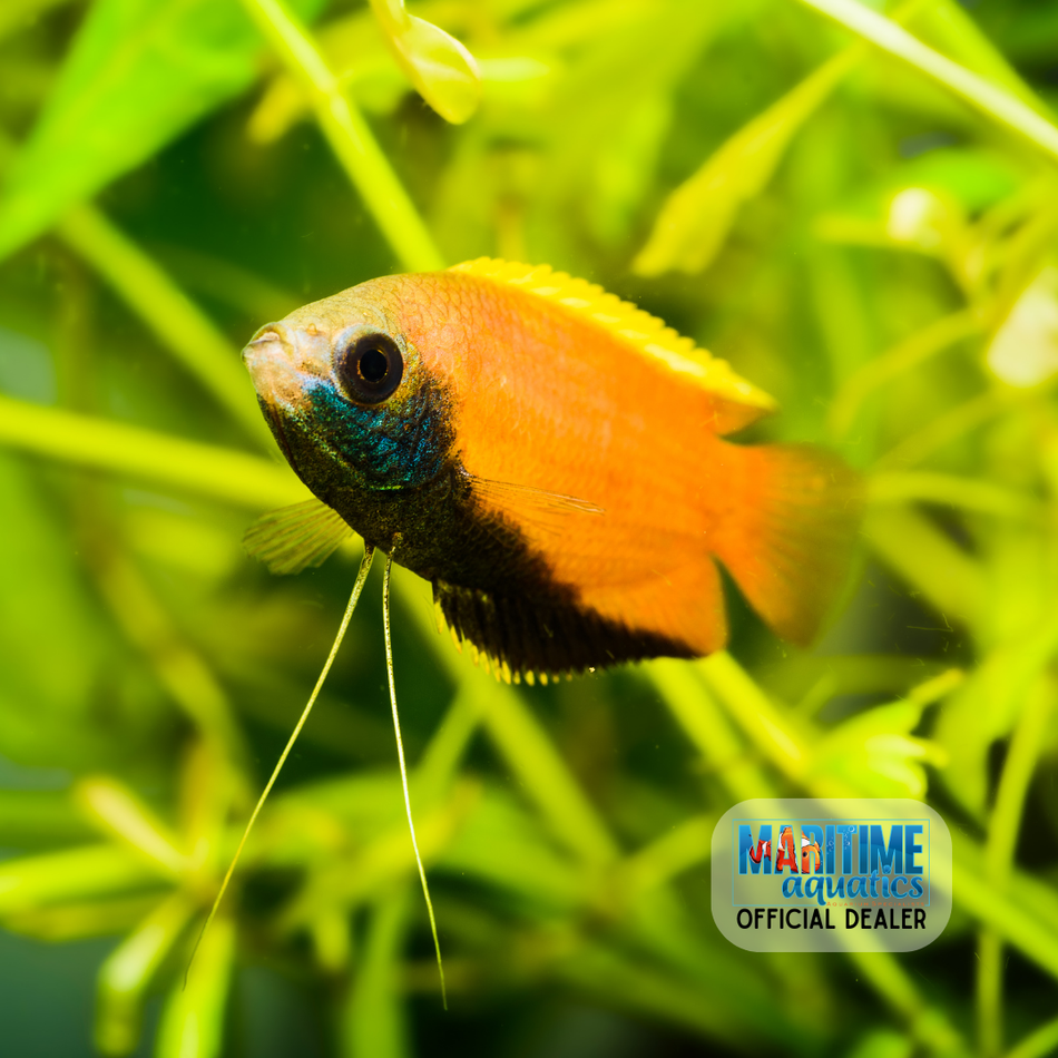 Gourami Assorted Honey (Colisa chuna)