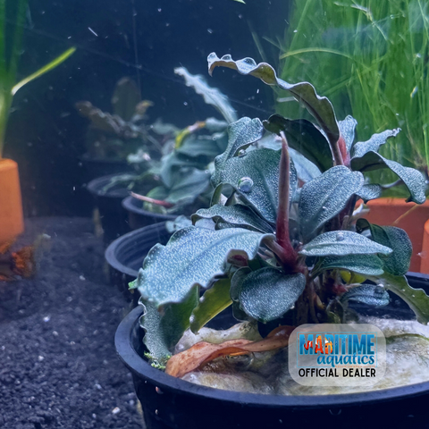 Bucephalandra brownie blue (Pot)