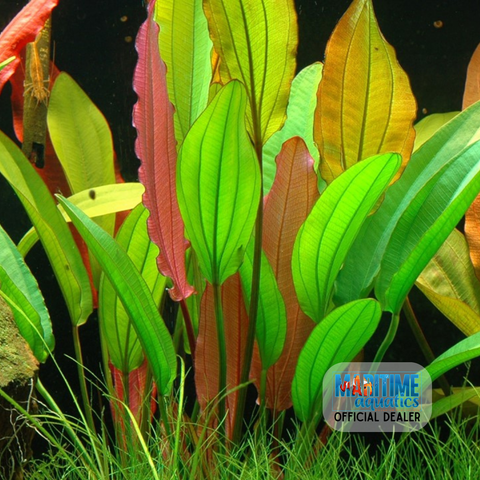 Echinodorus 'Red Diamond' (Pot)