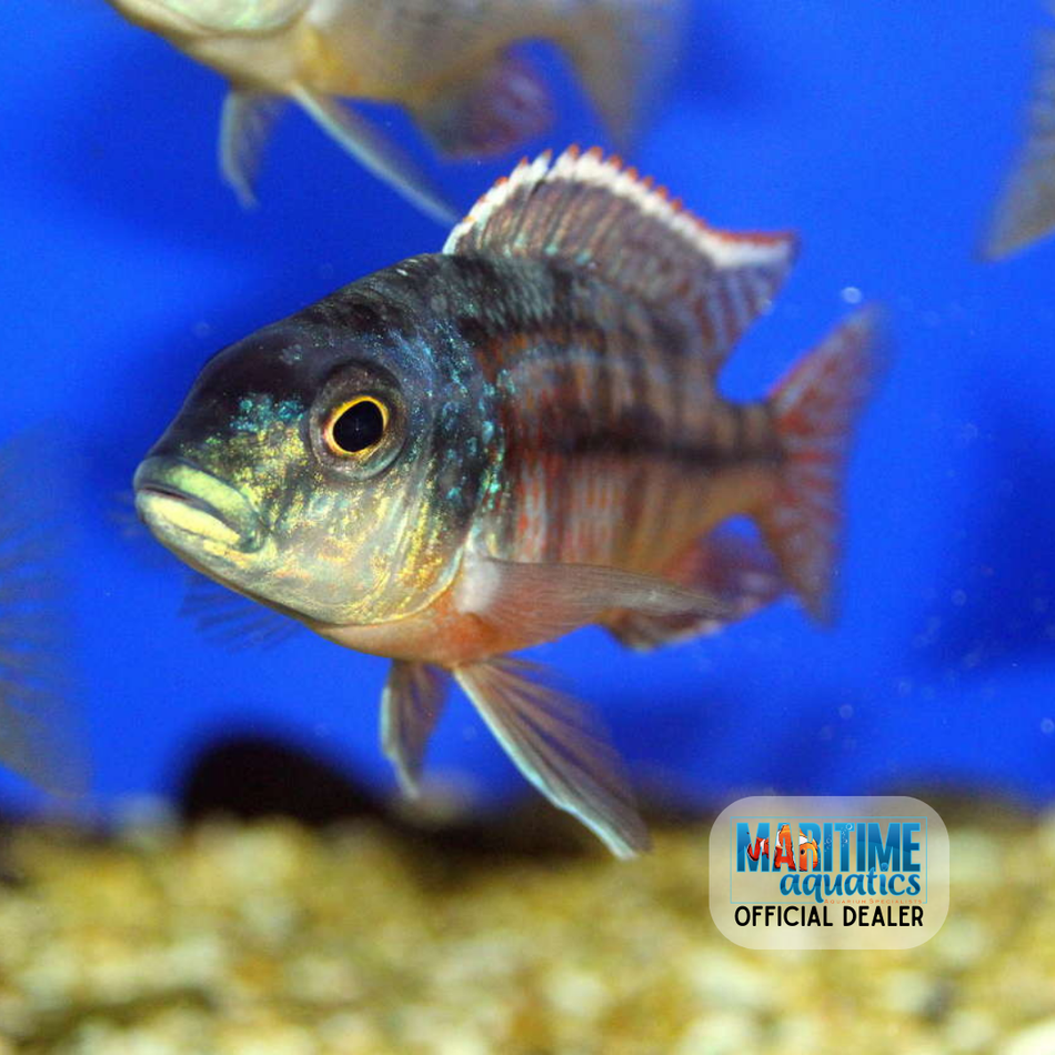Cichlid Taiwan Reef (Protomelas sp. Steveni Taiwan)