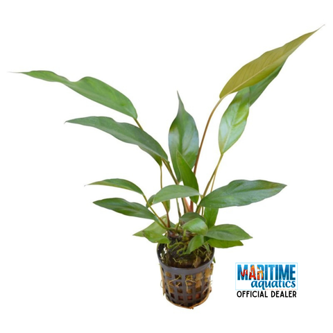 Anubias lanceolata