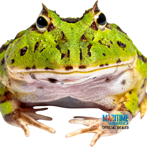 Frog Green Horned (Ceratophrys cranwelli)